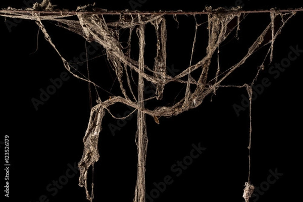 Obraz cobweb or spider web isolated on black background