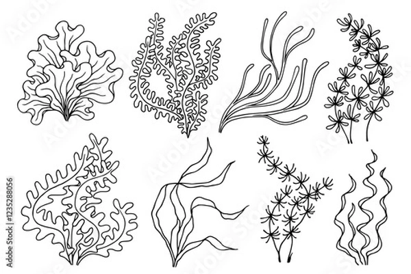 Fototapeta A set of line sketches of sea plants, various algae. Vector graphics.
