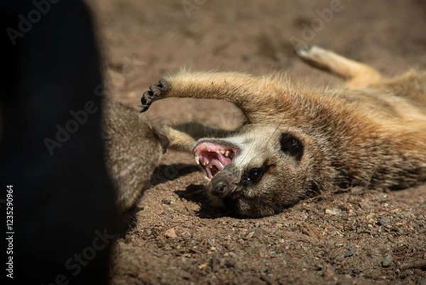 Fototapeta Meerkats (Suricata suricatta) or suricate fighting each other while playing. Close up photo of Meerkat showing teeth at Skansen