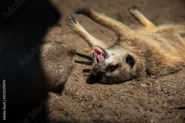 Fototapeta Meerkats (Suricata suricatta) or suricate fighting each other while playing. Close up photo of Meerkat showing teeth at Skansen