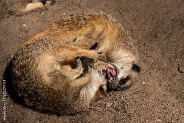 Fototapeta Meerkats (Suricata suricatta) or suricate fighting each other while playing. Close up photo of Meerkat showing teeth at Skansen