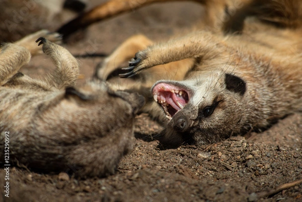 Fototapeta Meerkats (Suricata suricatta) or suricate fighting each other while playing. Close up photo of Meerkat showing teeth at Skansen