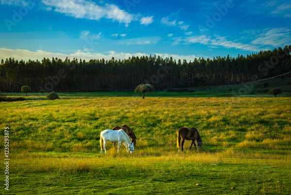 Obraz Horses in a wonderful field at sunset. Portuguese horses in the fields of Chamusca - Ribatejo - Portugal