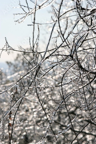 Fototapeta Winter Branches with Ice