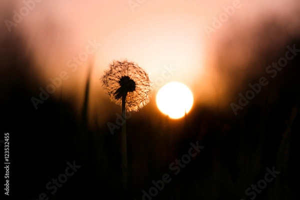Obraz Dandelion 3