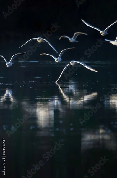 Fototapeta Gulls
