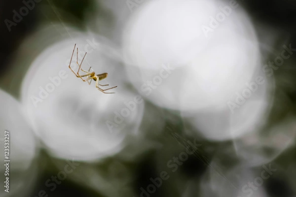 Fototapeta spider