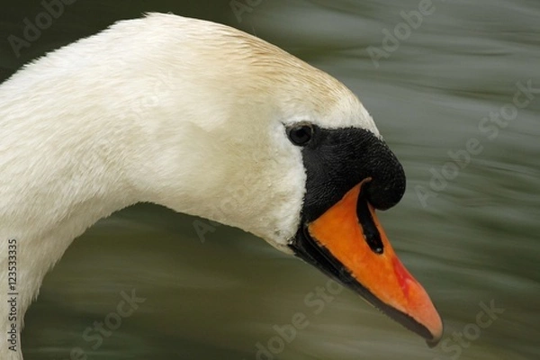 Fototapeta swan