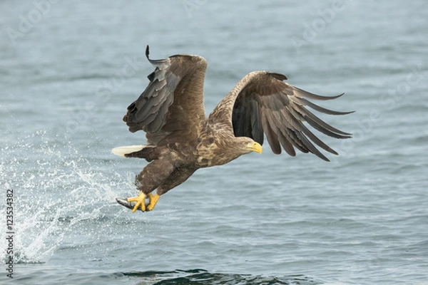 Obraz White-tailed Eagle Hunting