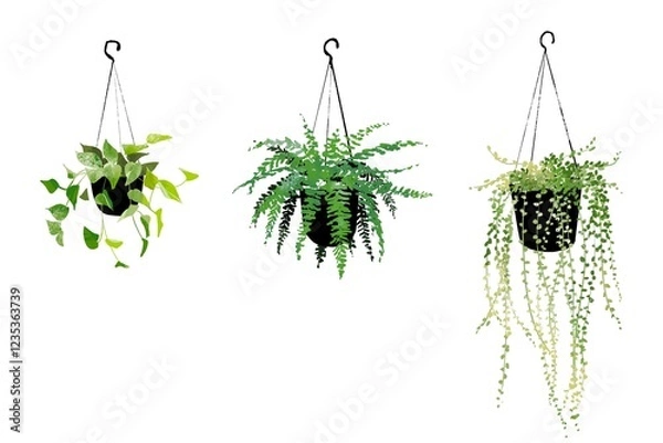 Fototapeta ハンギングプランツ　イラスト　観葉植物