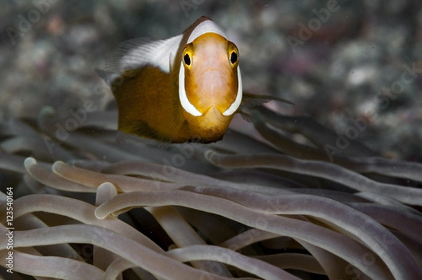 Obraz Saddleback Anemonefish