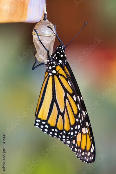 Fototapeta Colorful monarch butterfly clinging to it's chrysalis.