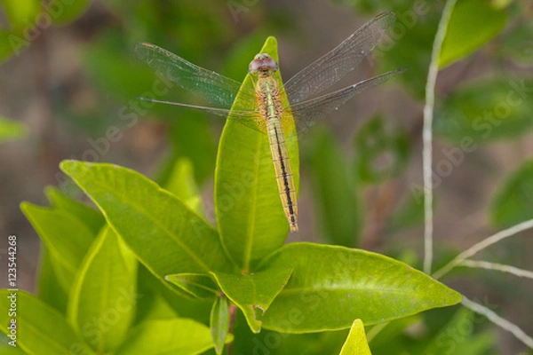 Obraz Dragonfly island green leaf