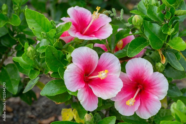 Obraz Hibiscus Pink
