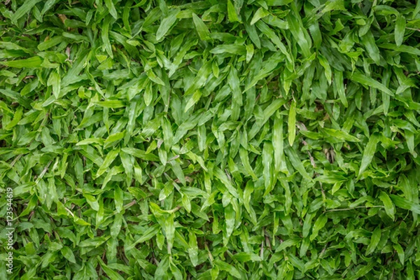 Obraz Green grass attractive