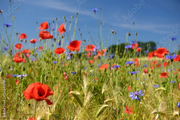 Fototapeta Mohnfeld