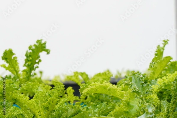 Obraz Closed up green leaf of various vegetable inside white plant house. Kale leaves was planted on black bucket. Healthy organic vegetables idea for good health.