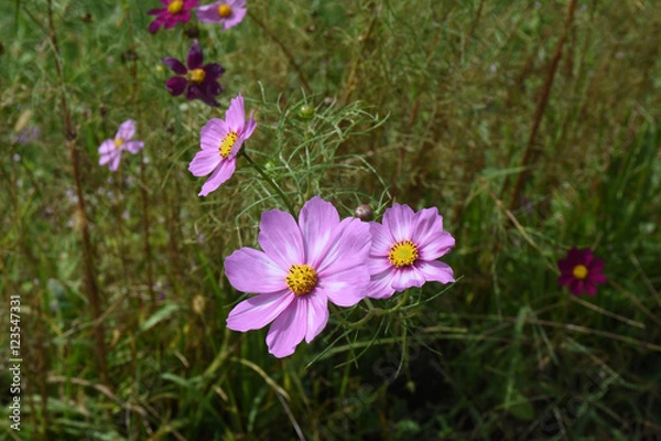 Obraz 赤いコスモス