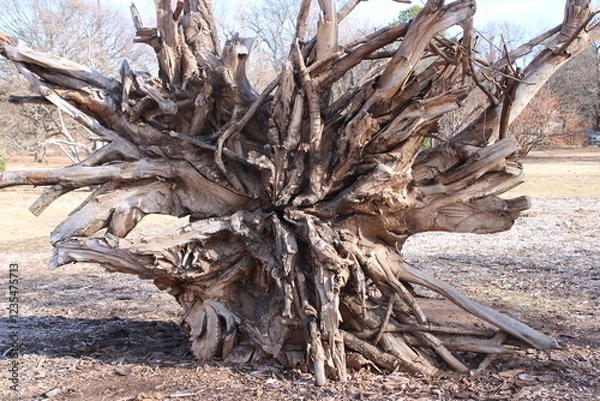 Obraz Dead Tree Roots