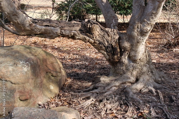 Obraz Tree on Rocky Soil