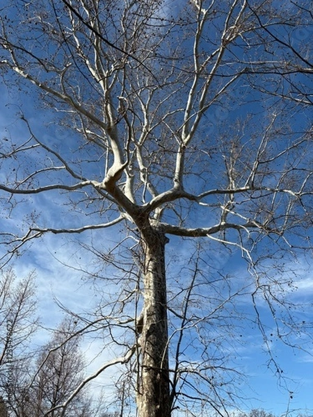 Obraz Tall tree in the park