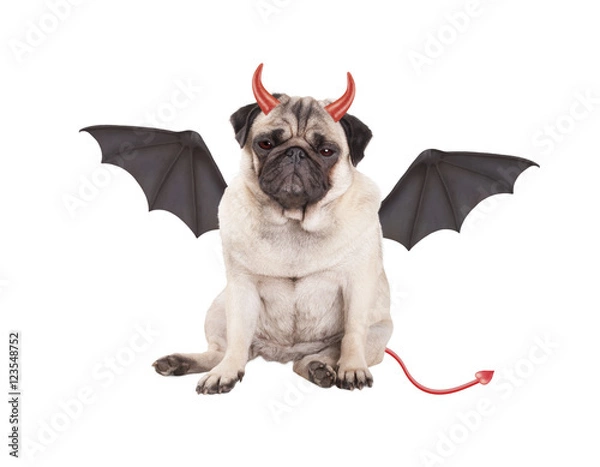 Fototapeta cute devilish pug puppy dog dressed up for Halloween, isolated on white background