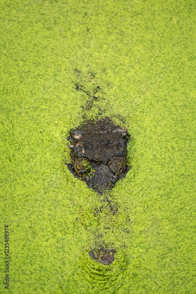 Fototapeta Australian Saltwater Crocodile laying under water weeds in a billabong with just the top of its head exposed
