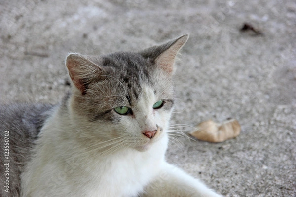 Fototapeta 貫禄たっぷりな猫