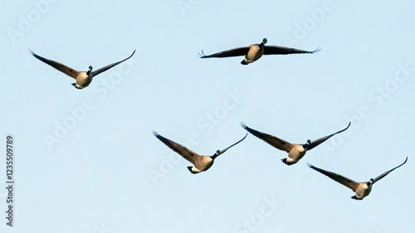 Fototapeta A flock of Canada geese continues their long migration trip after resting