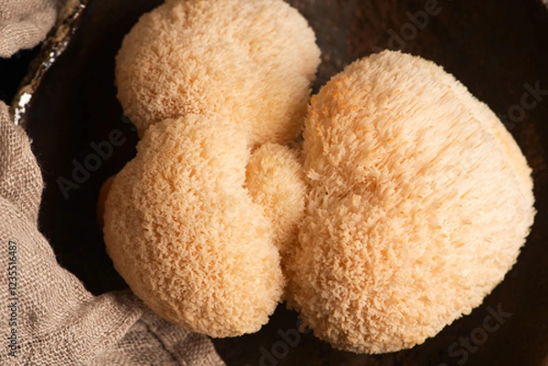 Obraz Hericium erinaceus mushroom monkey head mushroom, bearded tooth fungus, bearded hedgehog mushroom, pom pom, lion`s mane mushroom. Far Eastern medicine use this mushroom