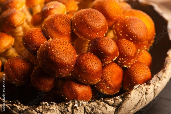 Obraz Chestnut mushroom, Pholiota adiposa, head mushroom