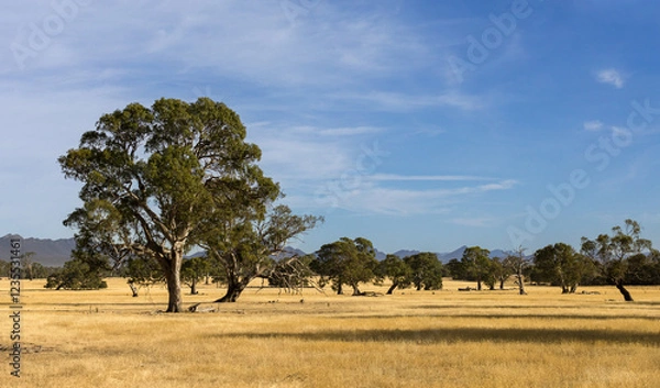 Fototapeta Sheep grazing pasture with Red Gums and the Grampian Mountains in the background - Farmland in the Hamilton district of Western Victoria, Australia.