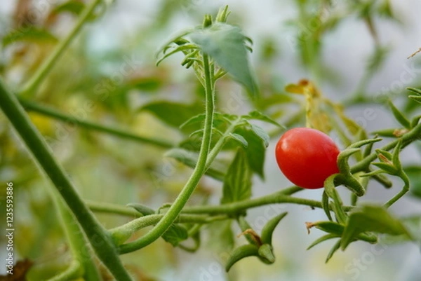 Obraz Closed up tometoes with blured background. Organic plant with growing red tometoes. Vegetables salad concept for healthy life.