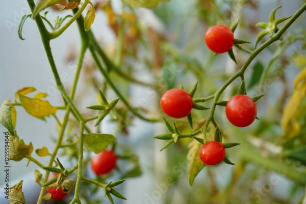 Obraz Closed up tometoes with blured background. Organic plant with growing red tometoes. Vegetables salad concept for healthy life.