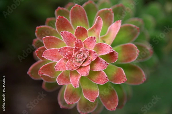 Obraz Aeonium Variegata