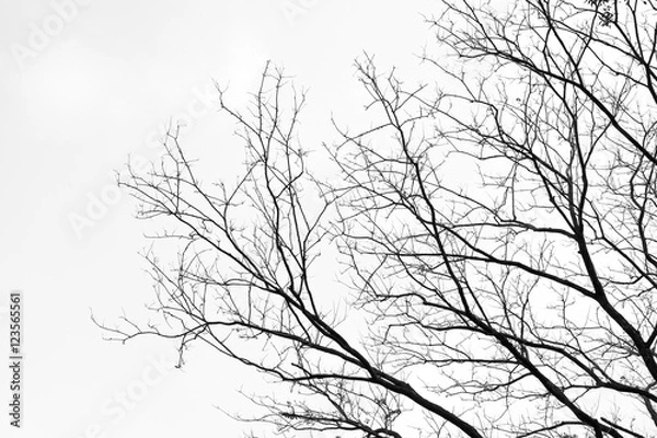 Obraz tree branches silhouette