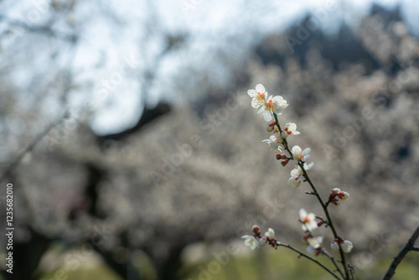 Obraz 梅の花を背景をぼかしてクローズアップ撮影