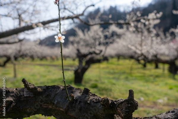 Obraz 一輪の梅の花を背景をぼかしてクローズアップ撮影