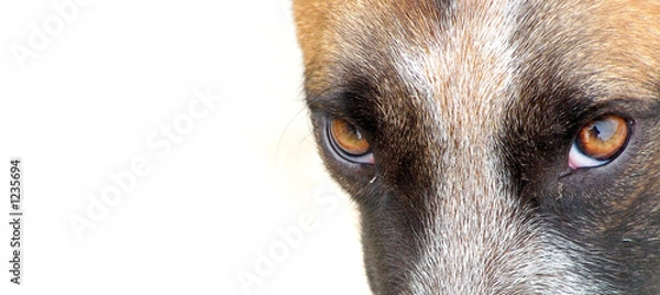 Obraz dog look   glance