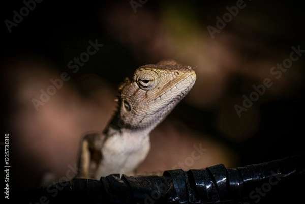 Fototapeta Close-up photo of a Lizard.