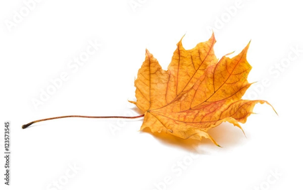 Fototapeta autumn maple leaf