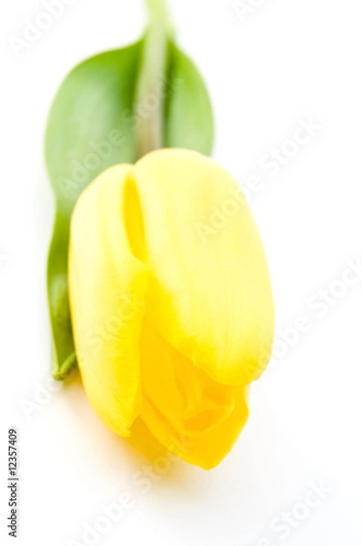 Fototapeta Yellow tulip