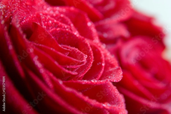 Fototapeta 81946 Rose with water drops