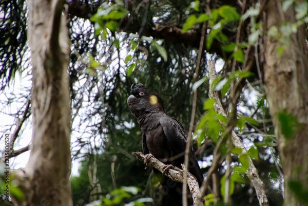Obraz A Yellow-tailed Black Cockatoo with Striking Yellow Ear Patches