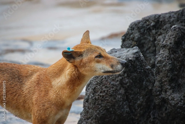 Obraz An Australian Dingo in its Natural Habitat