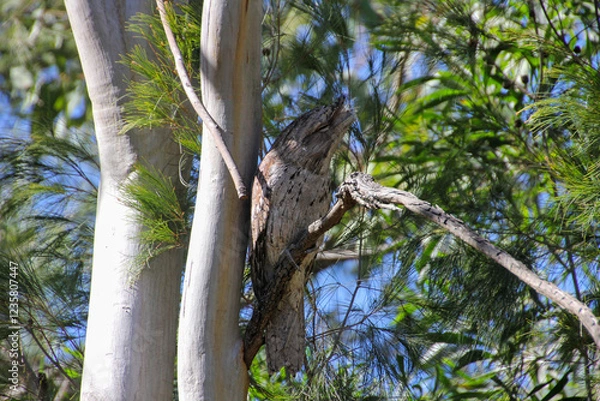 Obraz  A Tawny Frogmouth Blending Seamlessly into the Trees