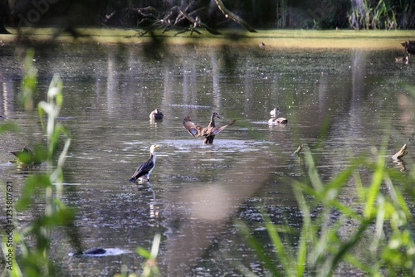 Obraz A Gathering of Waterbirds at the Pond