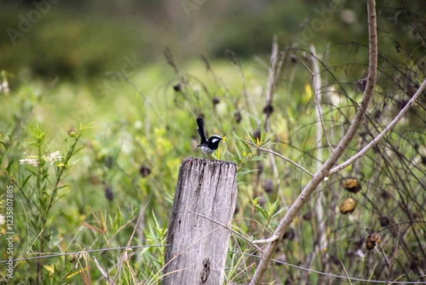 Obraz  A Willie Wagtail Keeping Watch from a Post
