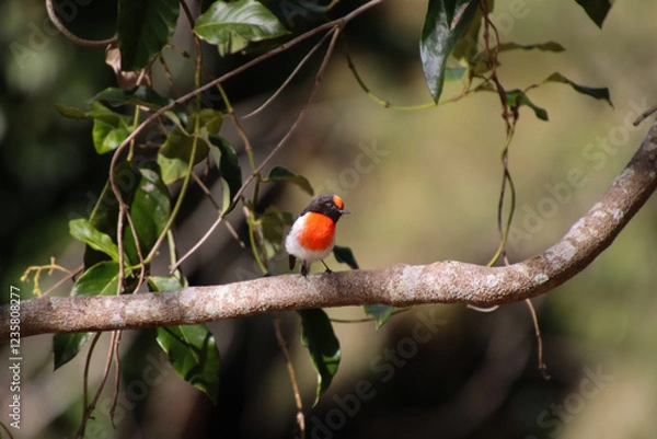 Obraz A Red-Capped Robin, a Flash of colour in the Australian Bush