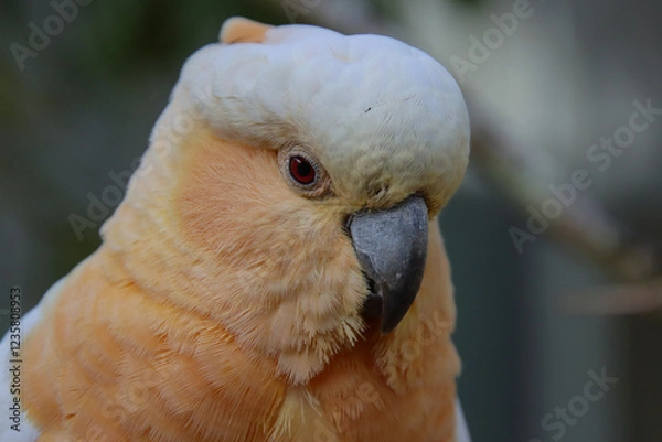 Obraz Close-up Portrait of a Galah with a Prominent Crest